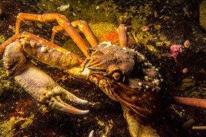 crabe araignée fleuve saint-lourent