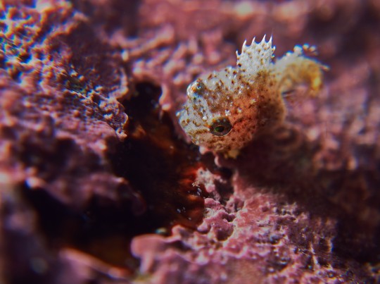 Macro, avec et sans trépied