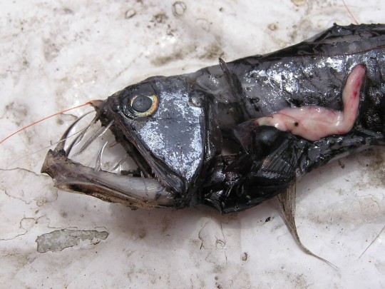 Les créatures des abysses